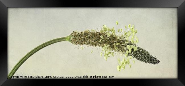 RIBWORT PLANTAIN - FLOWER HEAD DETAIL Framed Print by Tony Sharp LRPS CPAGB