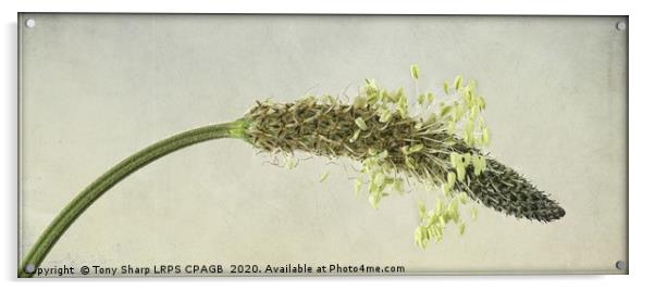 RIBWORT PLANTAIN - FLOWER HEAD DETAIL Acrylic by Tony Sharp LRPS CPAGB