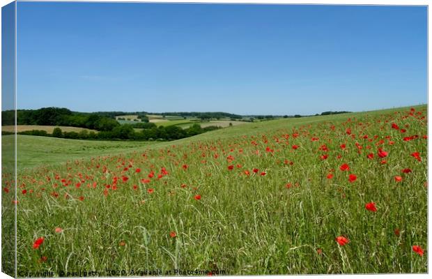                                Chiltern Poppies Canvas Print by paul petty