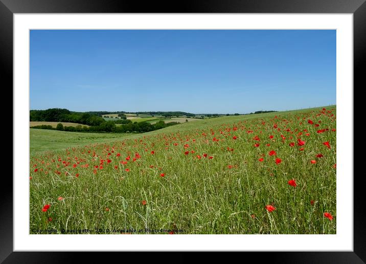                                Chiltern Poppies Framed Mounted Print by paul petty