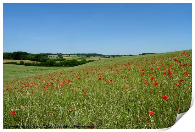                                Chiltern Poppies Print by paul petty