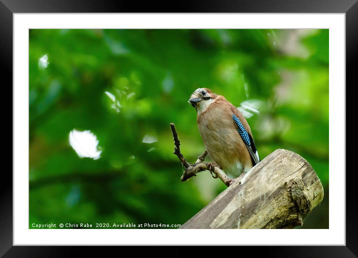 Eurasian Jay in forest shade Framed Mounted Print by Chris Rabe