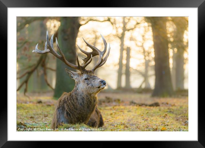 Red deer stag resting in early morning light Framed Mounted Print by Chris Rabe