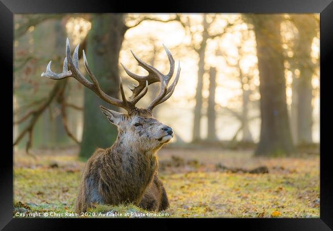 Red deer stag resting in early morning light Framed Print by Chris Rabe