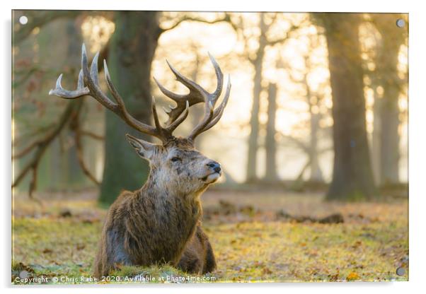 Red deer stag resting in early morning light Acrylic by Chris Rabe