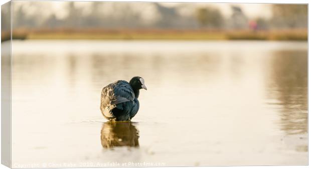 Coot on a still pond at dawn Canvas Print by Chris Rabe
