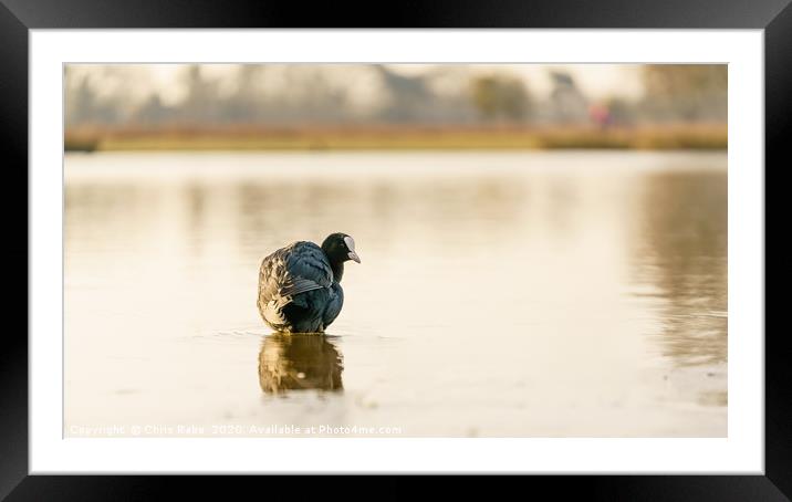 Coot on a still pond at dawn Framed Mounted Print by Chris Rabe