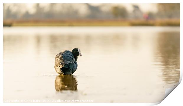 Coot on a still pond at dawn Print by Chris Rabe