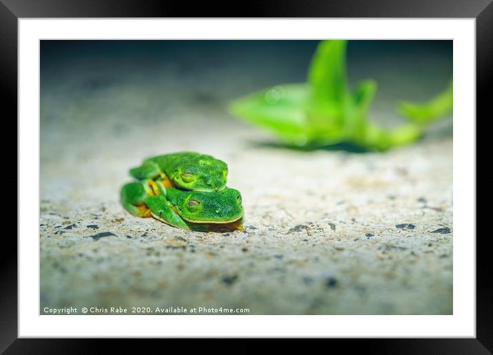 Red-Eyed Tree Frog on path, mating Framed Mounted Print by Chris Rabe