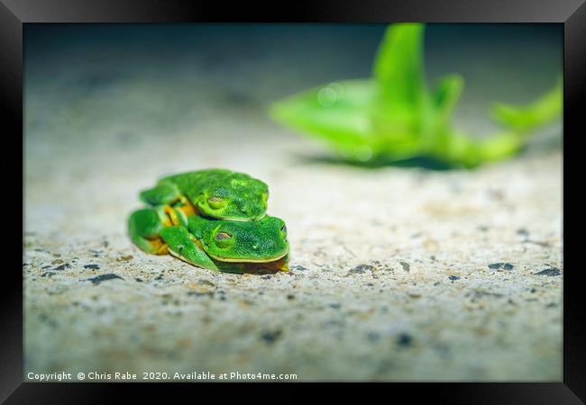 Red-Eyed Tree Frog on path, mating Framed Print by Chris Rabe