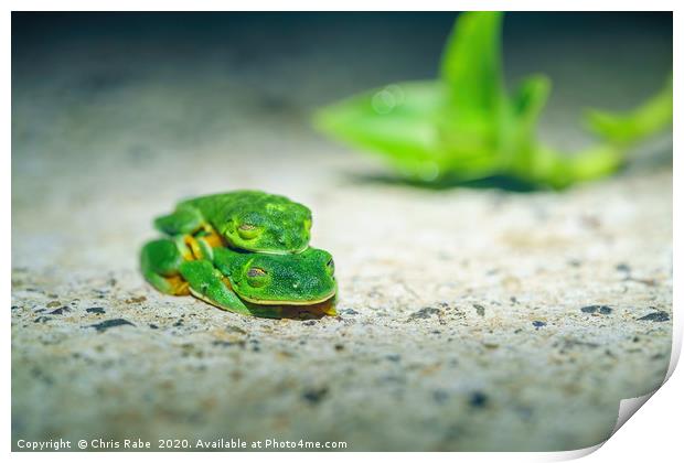 Red-Eyed Tree Frog on path, mating Print by Chris Rabe