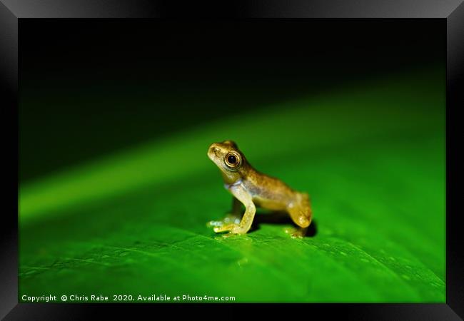 Tiny baby frog sitting on a large leaf Framed Print by Chris Rabe