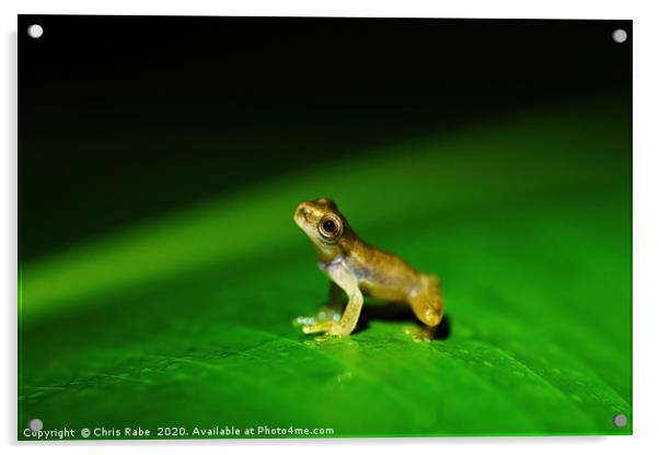 Tiny baby frog sitting on a large leaf Acrylic by Chris Rabe
