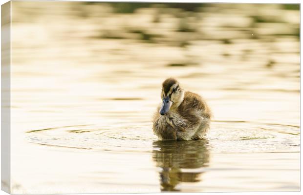Mallard duckling in a pond one early morning Canvas Print by Chris Rabe