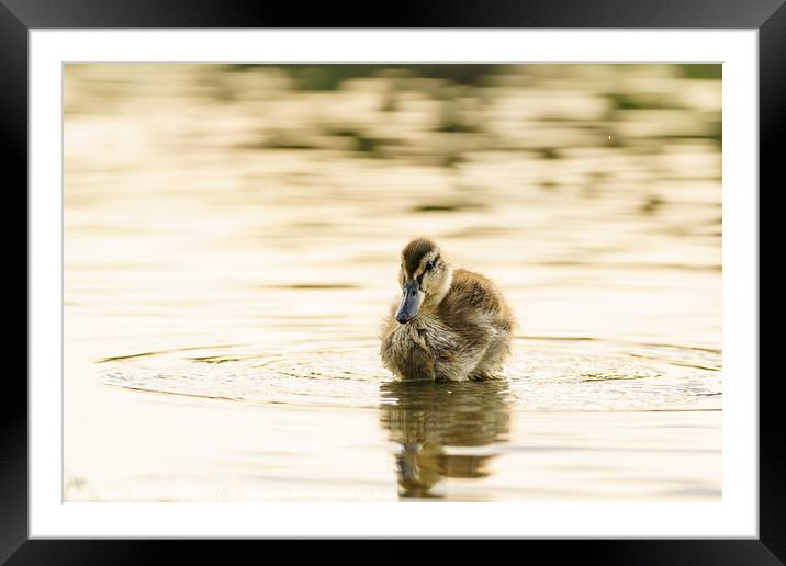 Mallard duckling in a pond one early morning Framed Mounted Print by Chris Rabe
