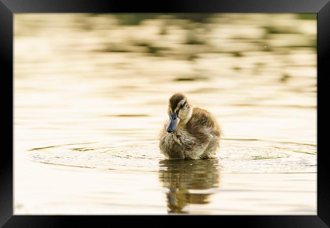 Mallard duckling in a pond one early morning Framed Print by Chris Rabe