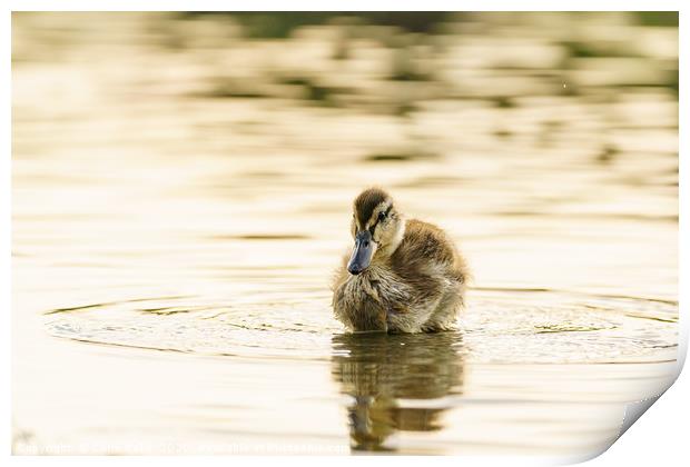 Mallard duckling in a pond one early morning Print by Chris Rabe