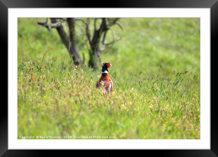 Pheasant in the long grass Framed Mounted Print by Rosie Spooner