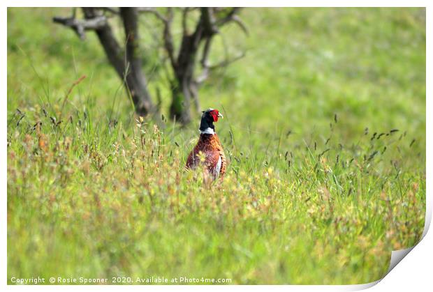 Pheasant in the long grass Print by Rosie Spooner