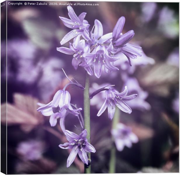 Bluebells in autochrom Canvas Print by Peter Zabulis