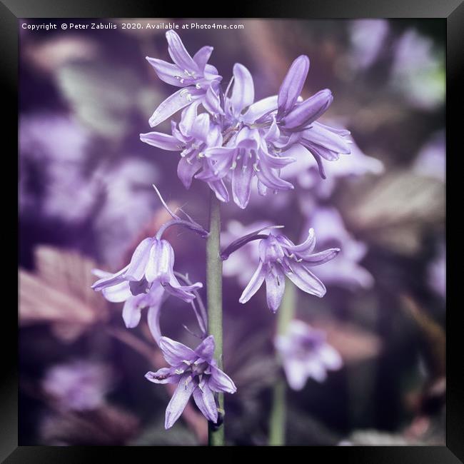 Bluebells in autochrom Framed Print by Peter Zabulis