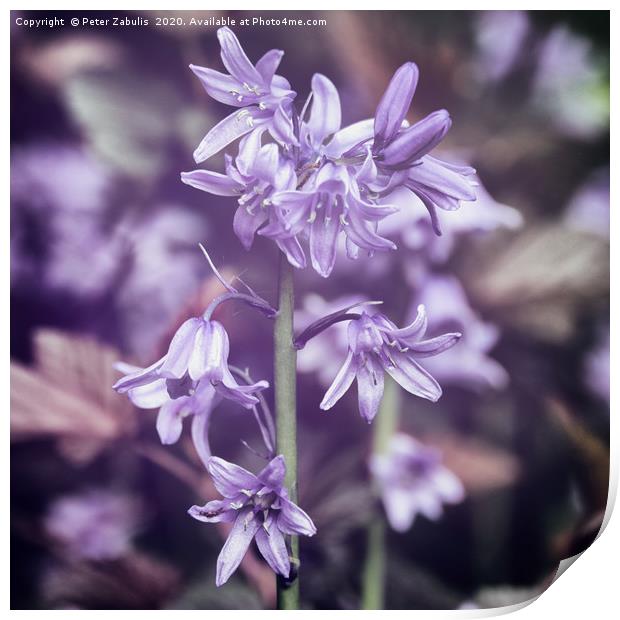 Bluebells in autochrom Print by Peter Zabulis