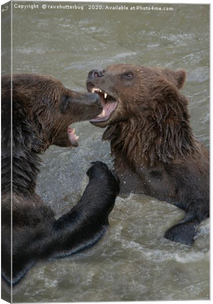 Ferocious Grizzly Bear Battle Canvas Print by rawshutterbug 