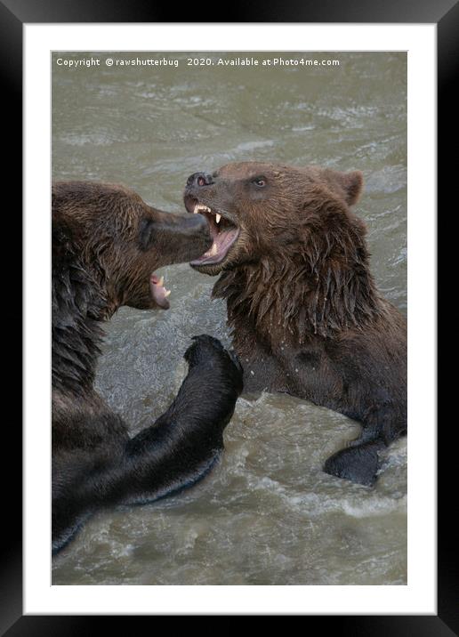 Ferocious Grizzly Bear Battle Framed Mounted Print by rawshutterbug 
