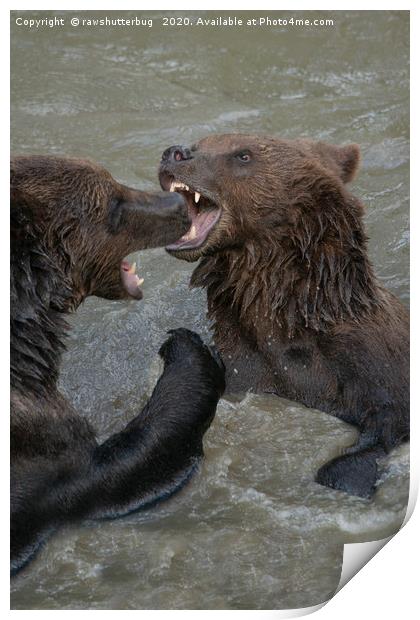 Ferocious Grizzly Bear Battle Print by rawshutterbug 