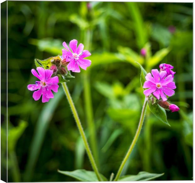 Red Campion Canvas Print by Mark Llewellyn