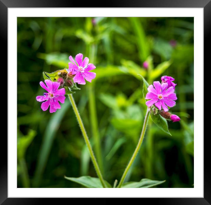 Red Campion Framed Mounted Print by Mark Llewellyn