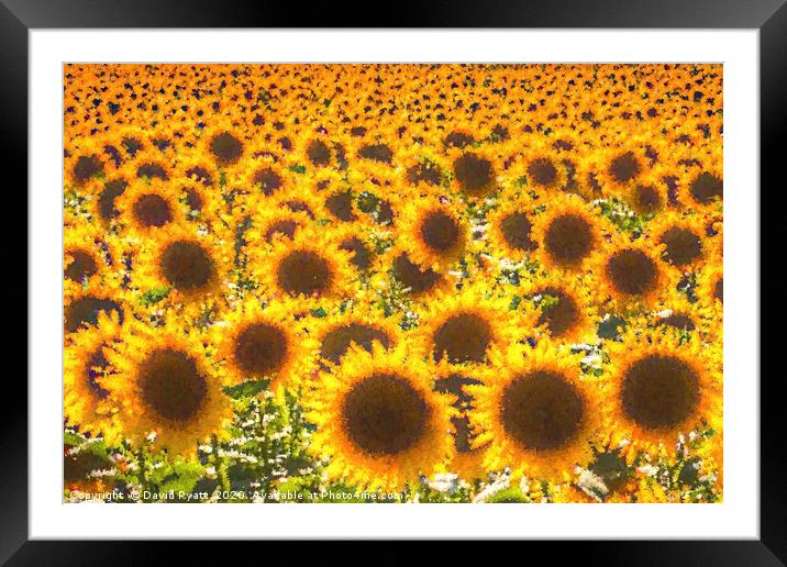 Sunflower Pastel Art  Framed Mounted Print by David Pyatt