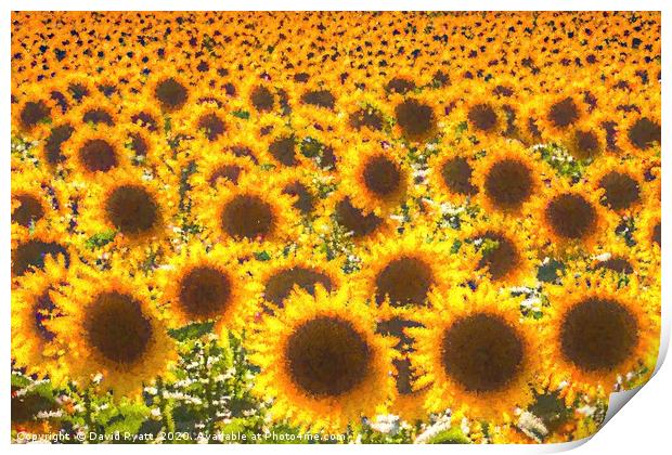 Sunflower Pastel Art  Print by David Pyatt