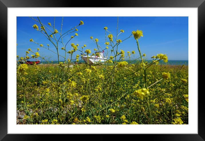 Rapeseed Flowers On A Shingle Beach Framed Mounted Print by Antoinette B