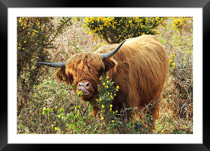 Lick Those Lips! Framed Mounted Print by kelly Draper