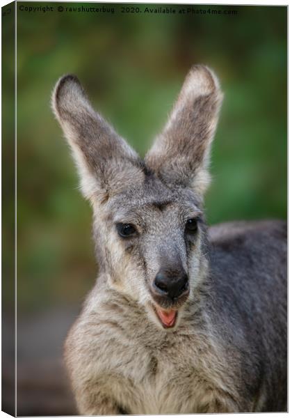 Happy Looking Kangaroo Canvas Print by rawshutterbug 