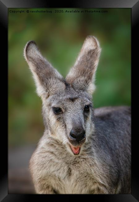 Happy Looking Kangaroo Framed Print by rawshutterbug 