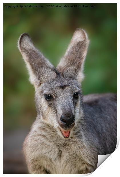 Happy Looking Kangaroo Print by rawshutterbug 