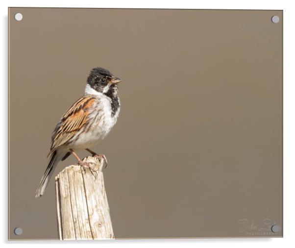 Young male reed bunting Acrylic by Jonathan Thirkell