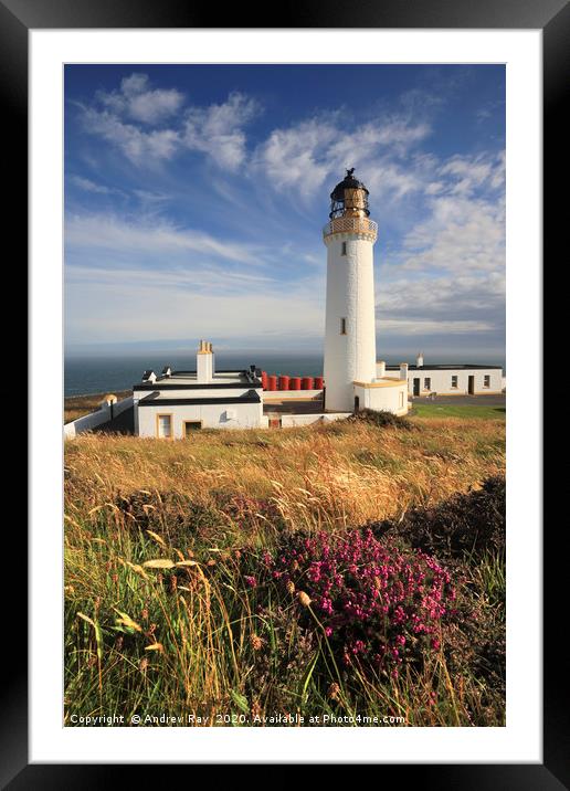 Heather at Mull of Galloway Framed Mounted Print by Andrew Ray