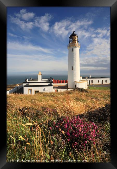 Heather at Mull of Galloway Framed Print by Andrew Ray