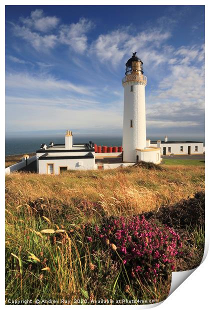 Heather at Mull of Galloway Print by Andrew Ray