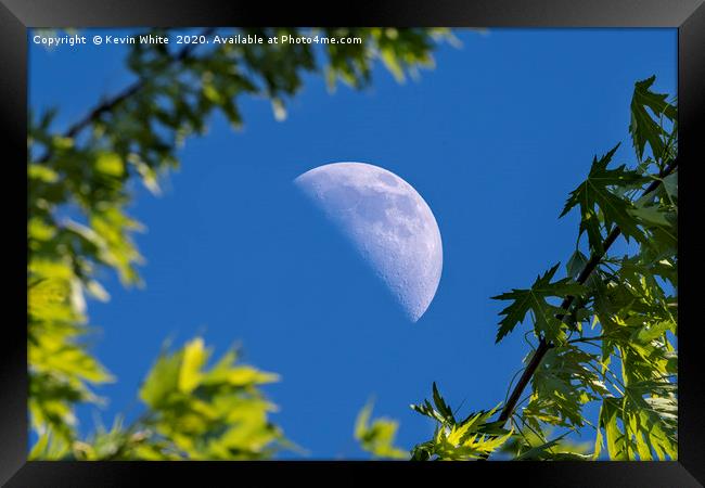 daylight half moon Framed Print by Kevin White