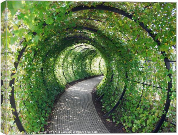 Tunnel of Ivy  Canvas Print by Jacqui Farrell