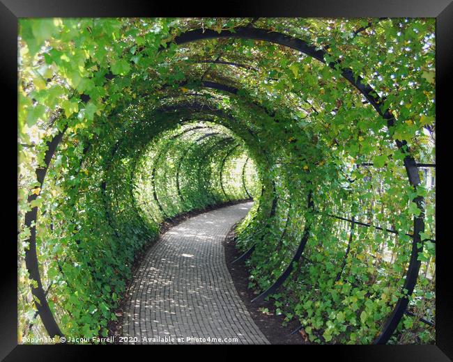 Tunnel of Ivy  Framed Print by Jacqui Farrell