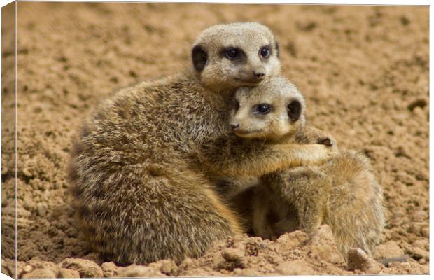 Meerkat Cuddle Canvas Print by Christopher Stores