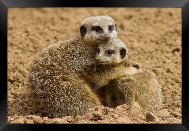 Meerkat Cuddle Framed Print by Christopher Stores