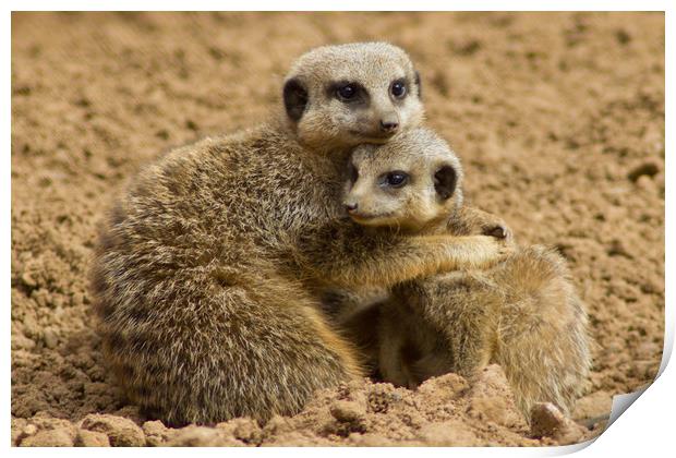 Meerkat Cuddle Print by Christopher Stores
