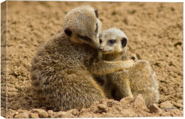 Mother and baby Meerkat Canvas Print by Christopher Stores