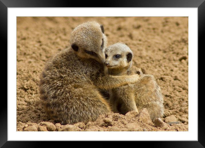 Mother and baby Meerkat Framed Mounted Print by Christopher Stores
